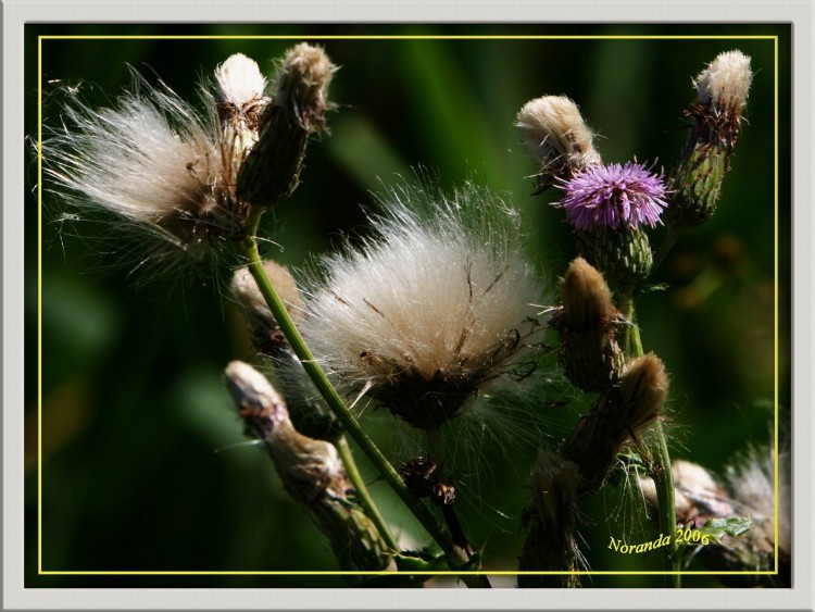 Fonds d'cran Nature Fleurs Fleurs sauvages