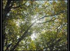 Fonds d'cran Nature ARBRE ET LUMIERE