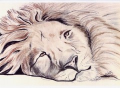 Wallpapers Art - Pencil Lion