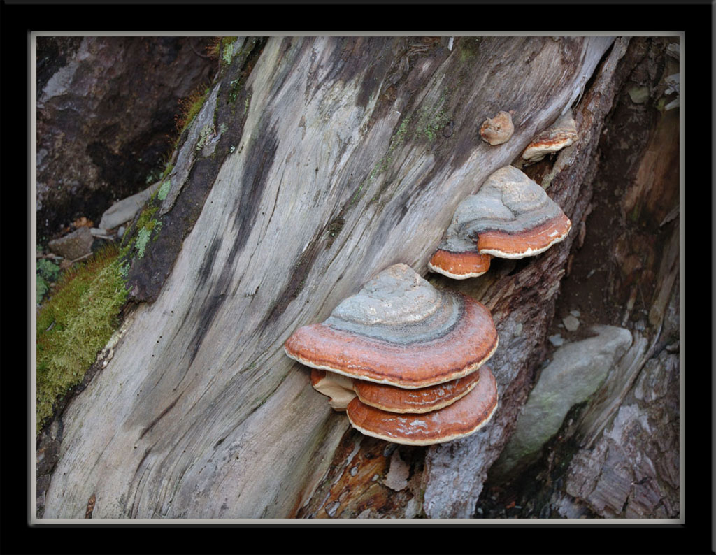 Wallpapers Nature Mushrooms Champignons sur souche