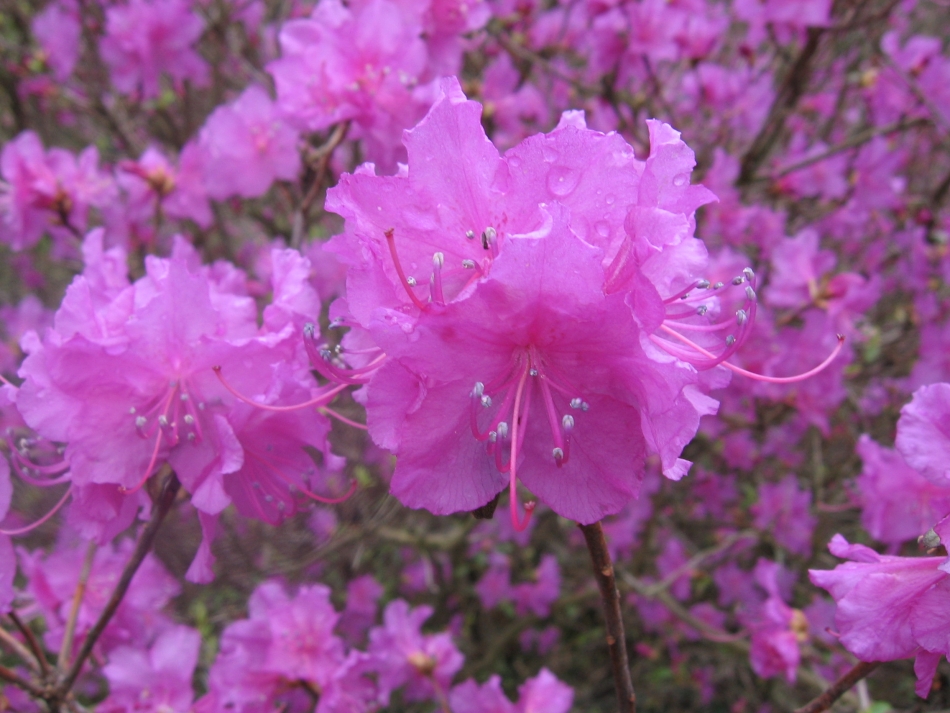 Fonds d'cran Nature Fleurs Rhododendron rose aprs la pluie