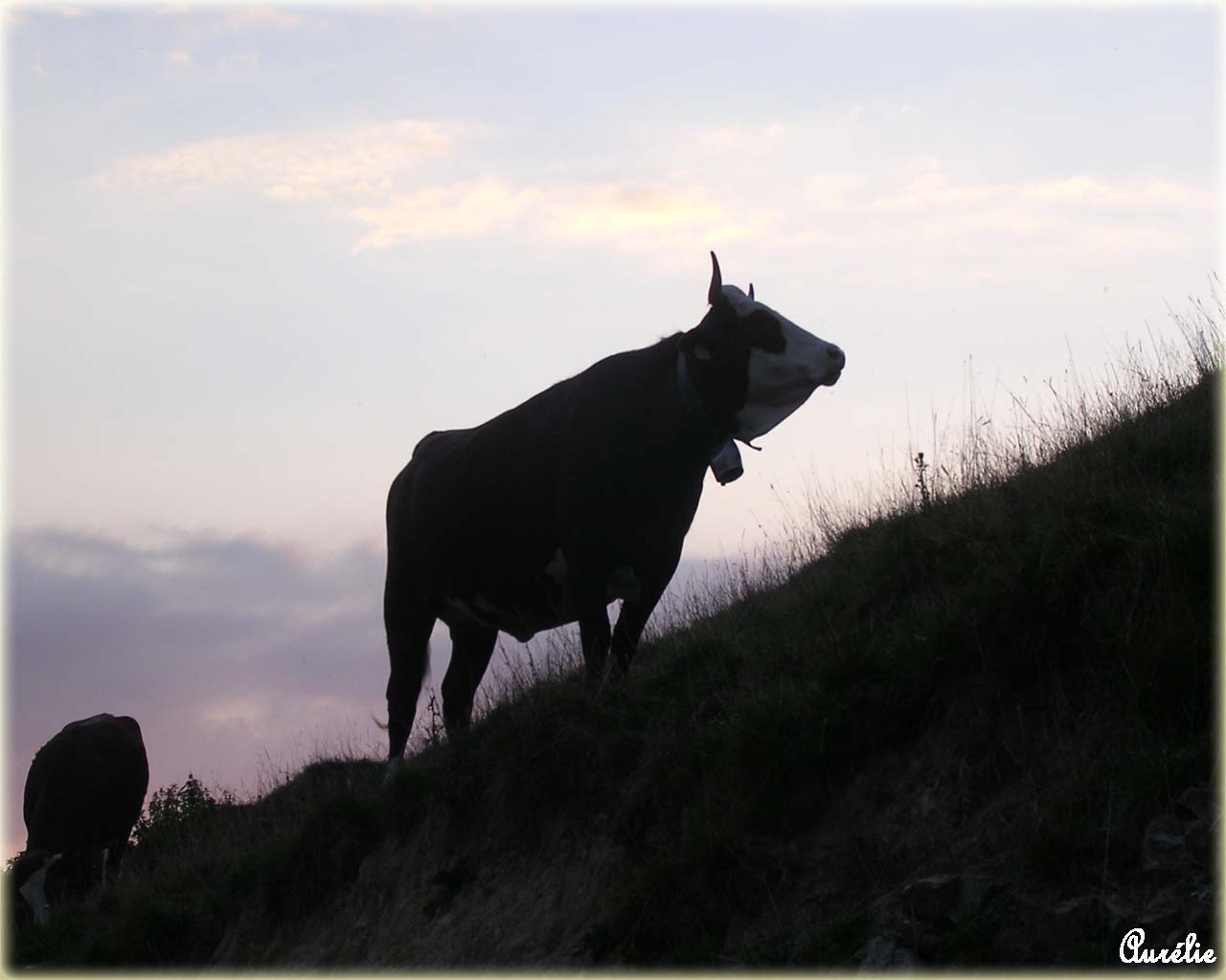 Fonds d'cran Animaux Vaches - Taureaux - Boeufs Vache de la Froule (Montmin74)