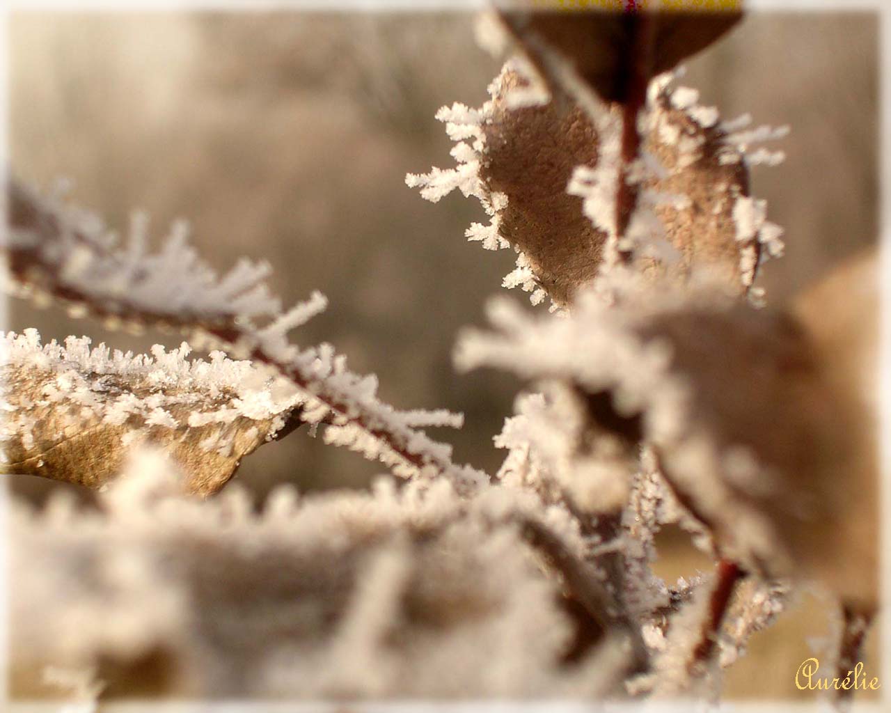 Wallpapers Nature Leaves - Foliage Hiver des plaines Savoyardes