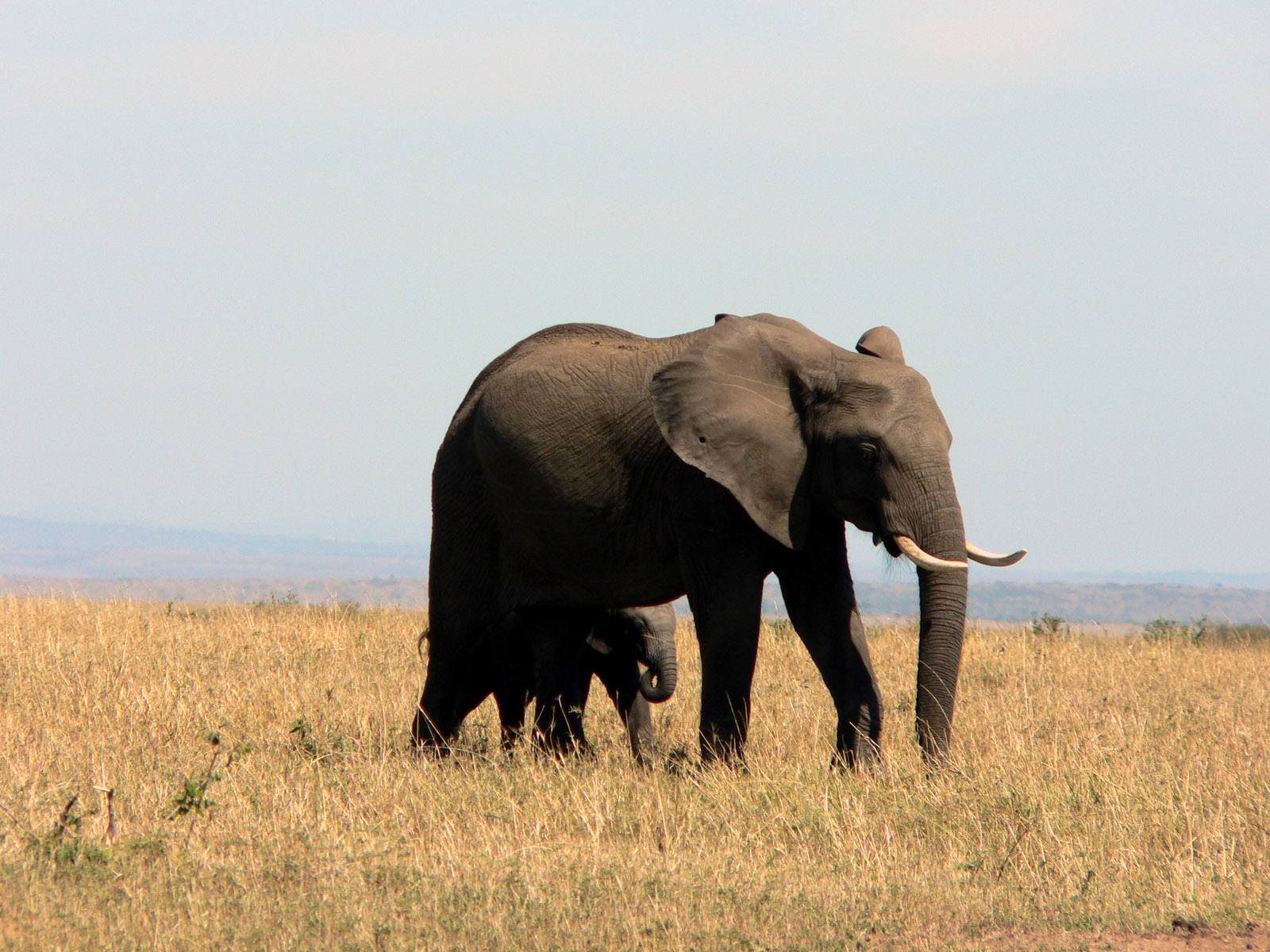 Fonds d'cran Animaux Elphants maman me cache