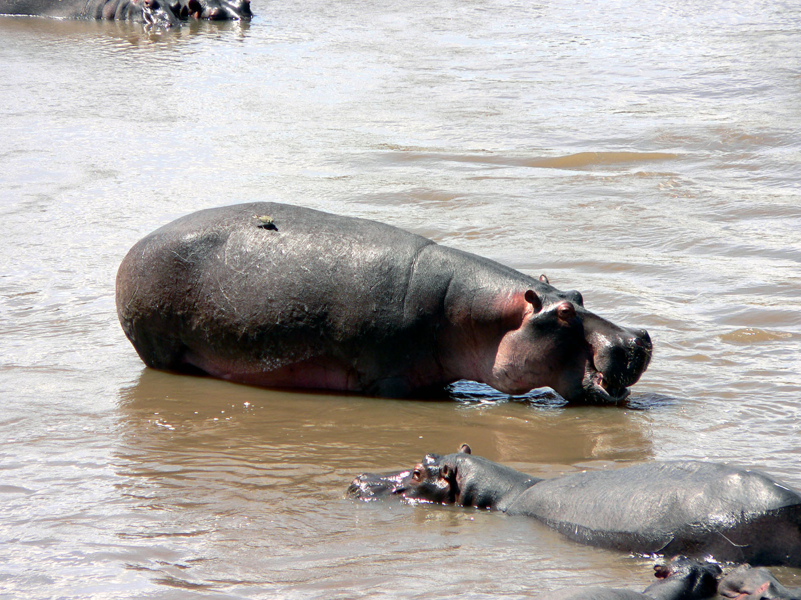 Wallpapers Animals Hippopotamuses vive l'eau