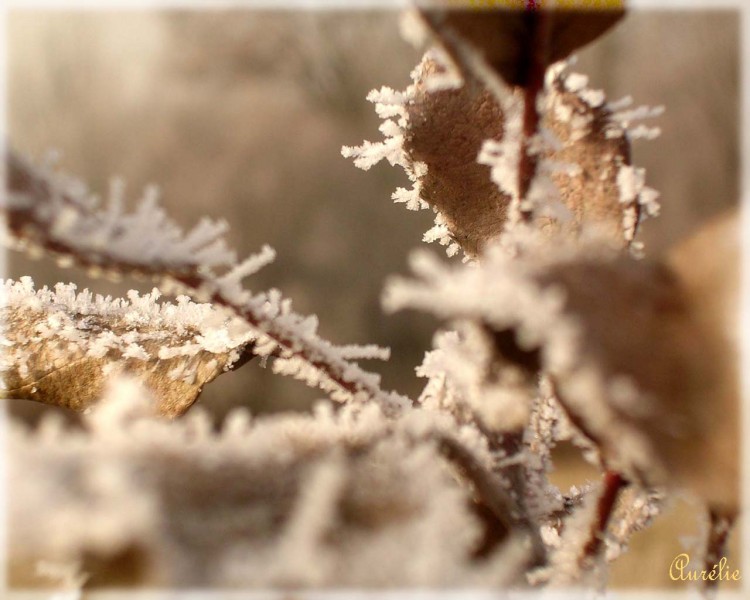 Fonds d'cran Nature Feuilles - Feuillages Hiver des plaines Savoyardes