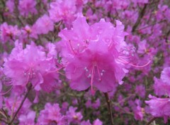 Fonds d'cran Nature Rhododendron rose aprs la pluie