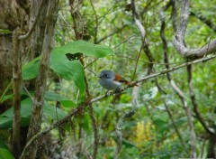 Wallpapers Animals oiseaux la vierge