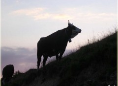 Fonds d'cran Animaux Vache de la Froule (Montmin74)