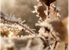 Fonds d'cran Nature Hiver des plaines Savoyardes