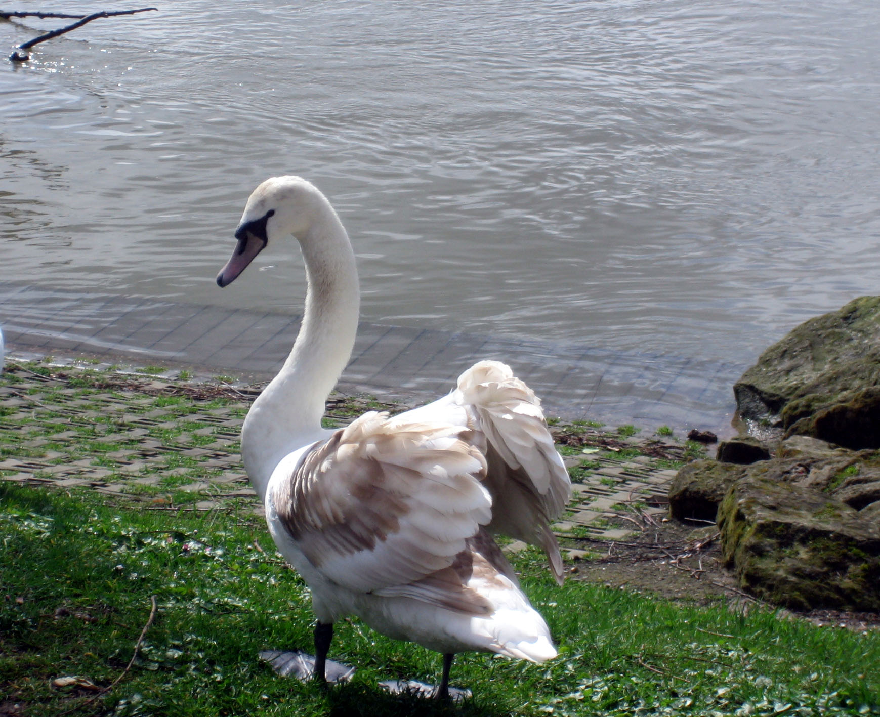 Wallpapers Animals Birds - Ducks Je suis jeune et b