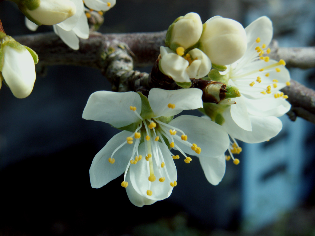 Wallpapers Nature Flowers fleurs de prunier