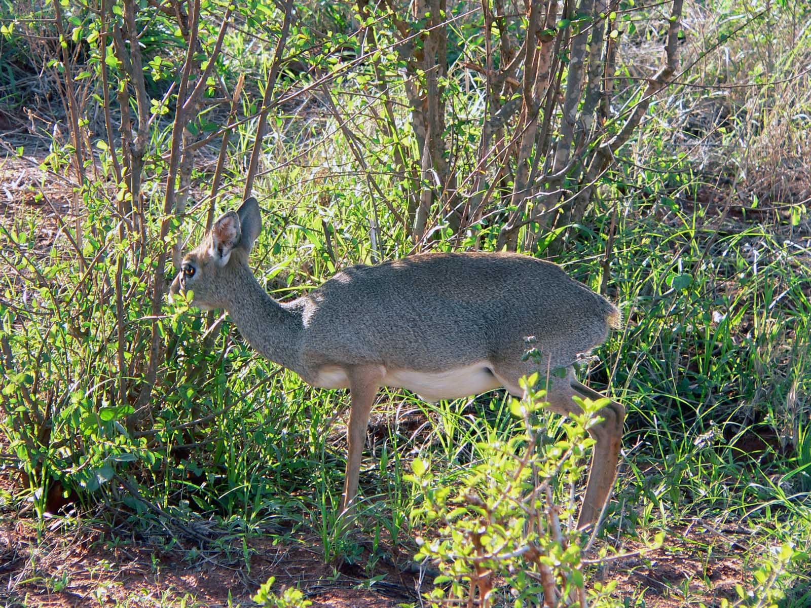 Fonds d'cran Animaux Cervids le dig dig