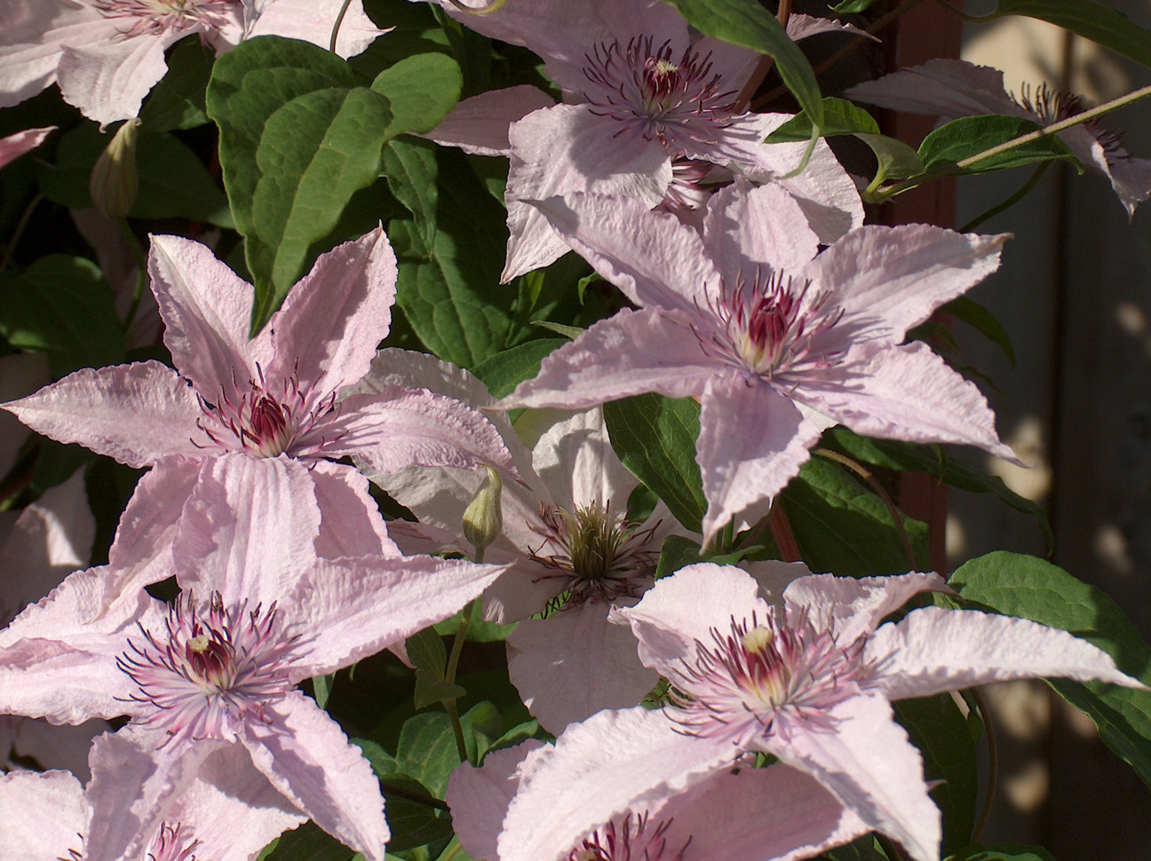 Fonds d'cran Nature Fleurs Fleurs