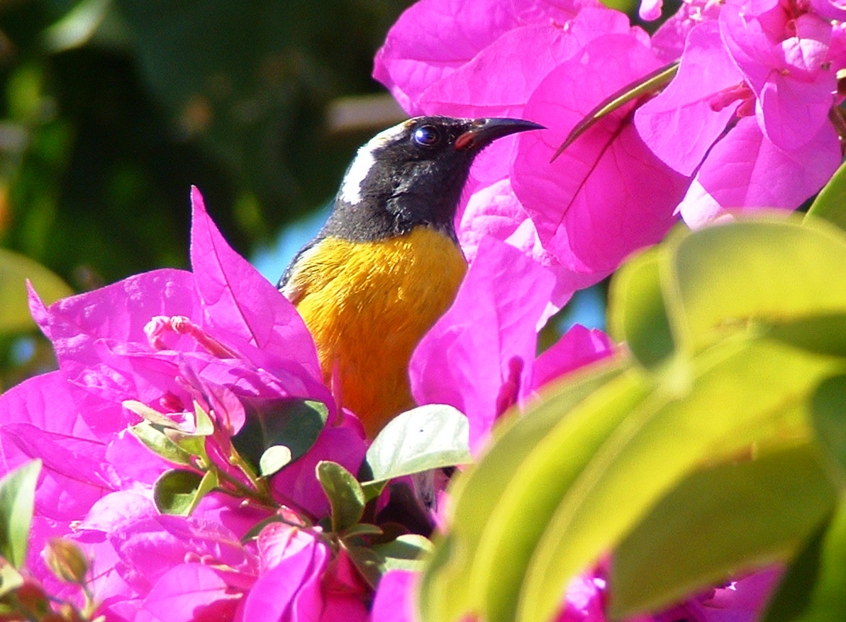 Fonds d'cran Animaux Oiseaux - Divers Sucrier dans les bougainvilliers