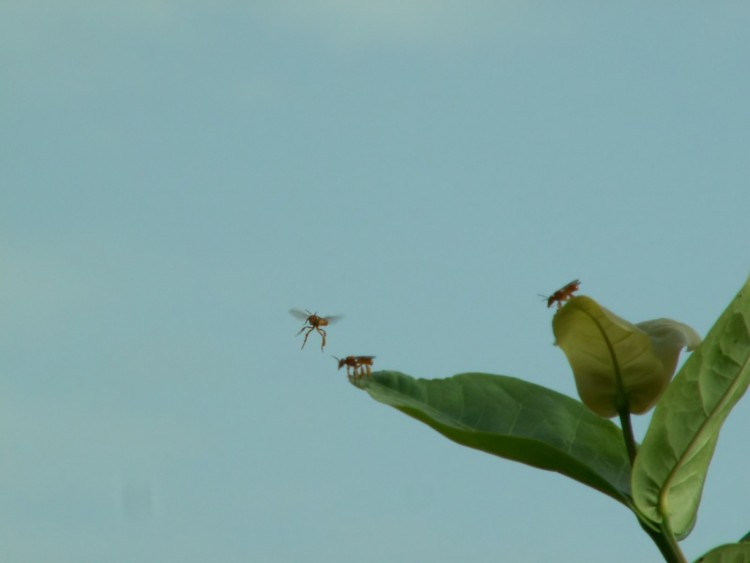 Wallpapers Animals Insects - Miscellaneous Insectoport de Cayenne