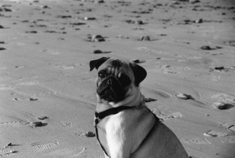 Fonds d'cran Animaux Chiens Valentin du Jardin des Merveilles