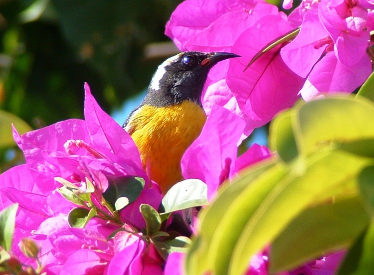 Fonds d'cran Animaux Oiseaux - Divers Sucrier dans les bougainvilliers