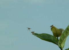 Fonds d'cran Animaux Insectoport de Cayenne