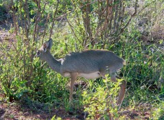 Fonds d'cran Animaux le dig dig