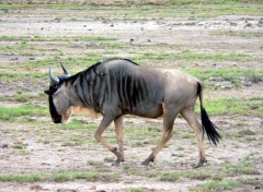 Fonds d'cran Animaux le gnou