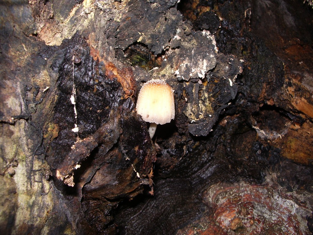 Fonds d'cran Nature Champignons champignon