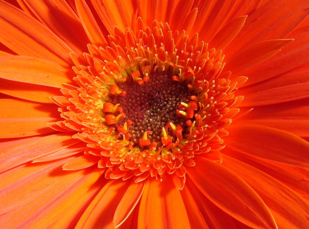 Fonds d'cran Nature Fleurs une fleur vitamine