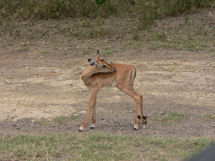 Wallpapers Animals Cervids bebe impala