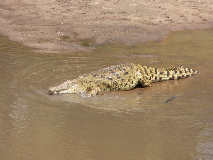 Wallpapers Animals Crocodile - Alligator - Caiman un gros sac a main