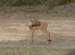 Wallpapers Animals bebe impala