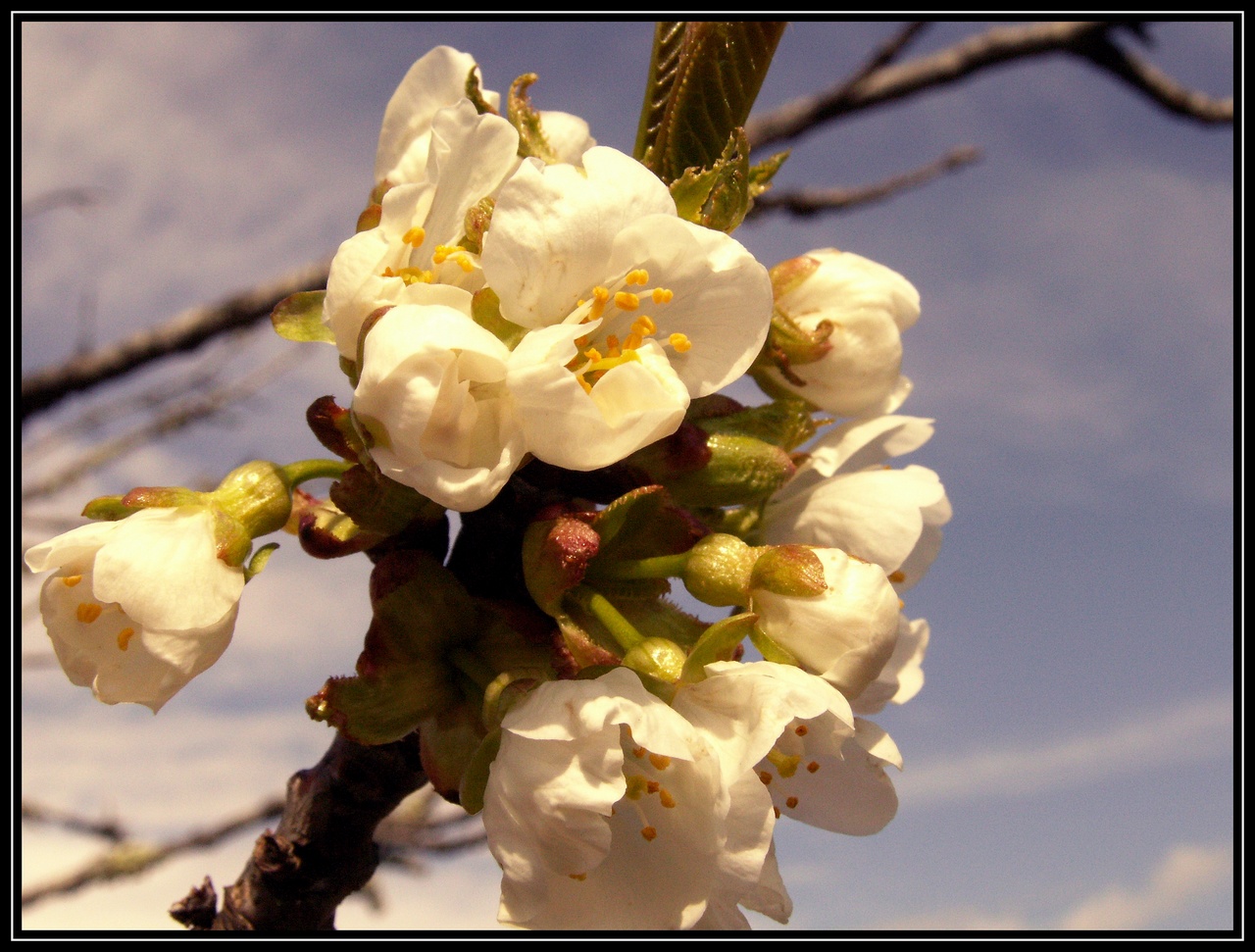 Wallpapers Nature Flowers PRINTEMPS