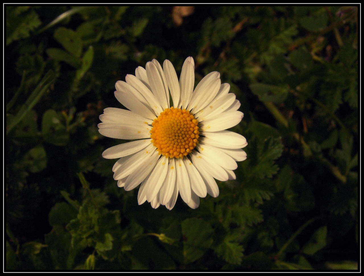 Fonds d'cran Nature Fleurs PRINTEMPS