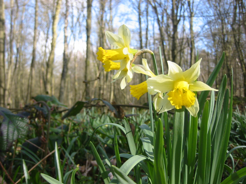 Fonds d'cran Nature Fleurs Jonquilles