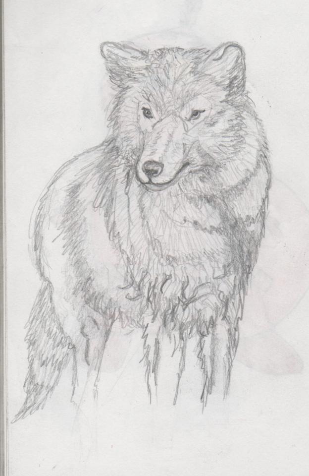 Fonds d'cran Art - Crayon Animaux - Loups loup