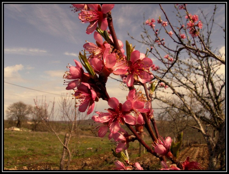 Fonds d'cran Nature Fleurs PRINTEMPS