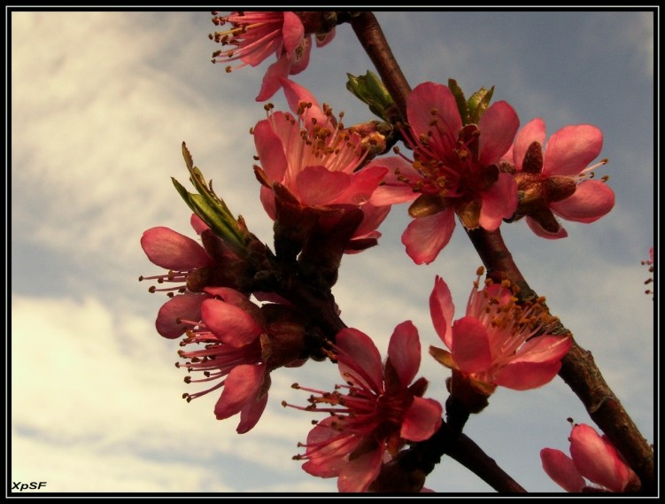 Fonds d'cran Nature Fleurs PRINTEMPS