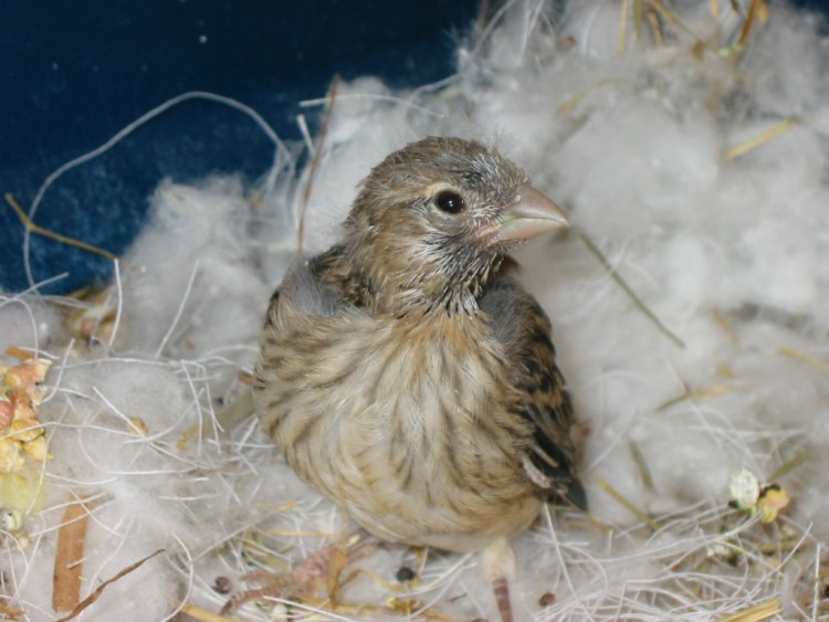 Wallpapers Animals Birds - Canaries Jeune canari