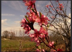 Fonds d'cran Nature PRINTEMPS