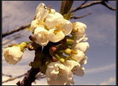 Fonds d'cran Nature PRINTEMPS