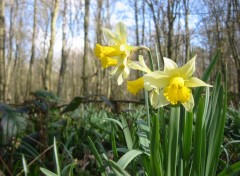 Fonds d'cran Nature Jonquilles