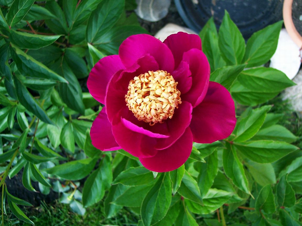 Fonds d'cran Nature Fleurs pivoine fuschia