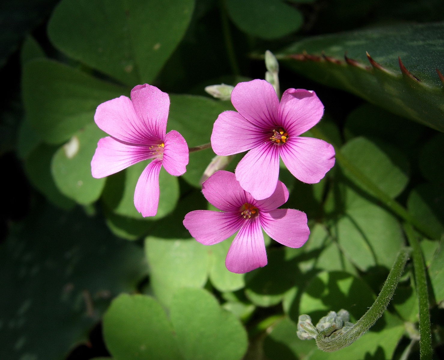 Wallpapers Nature Flowers 