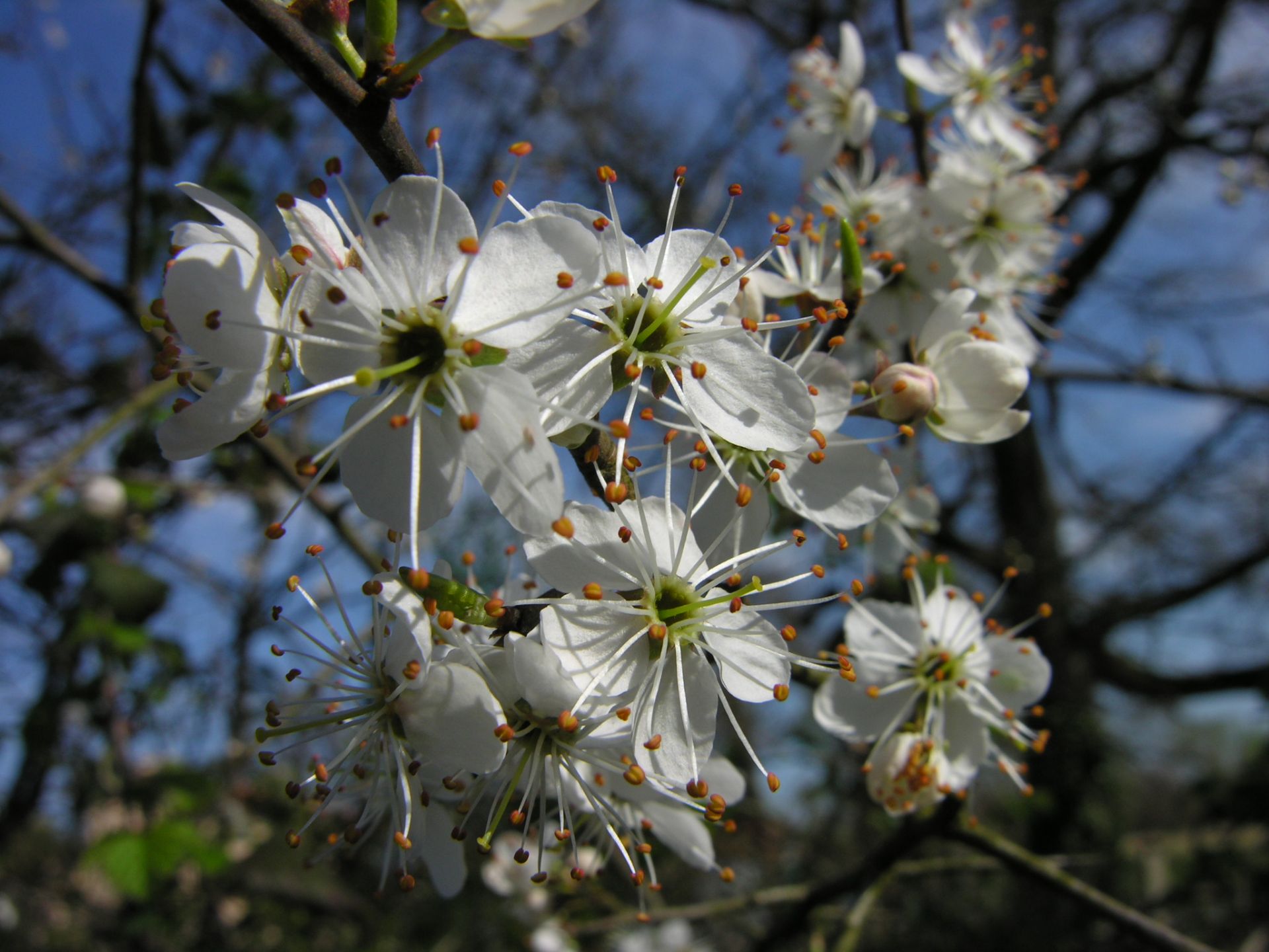 Fonds d'cran Nature Fleurs Les cerisiers sont blancs,...........