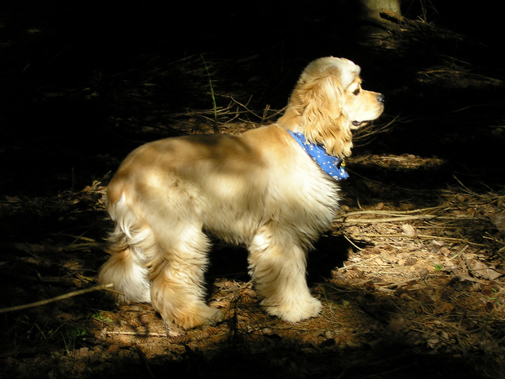 Fonds d'cran Animaux Chiens Tho mon Cocker amricain.