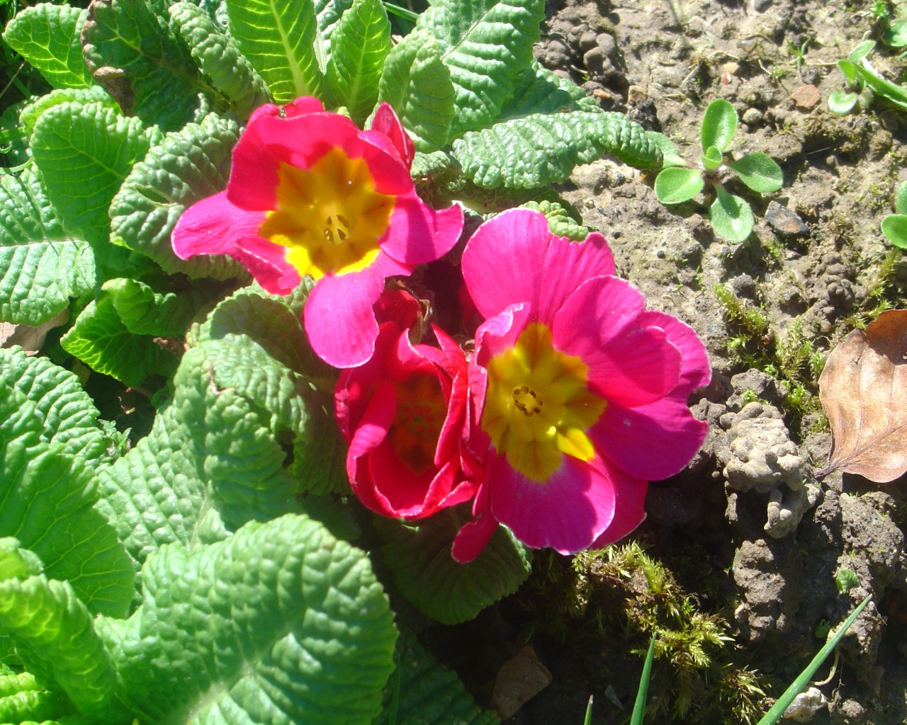 Fonds d'cran Nature Fleurs Primeveres.