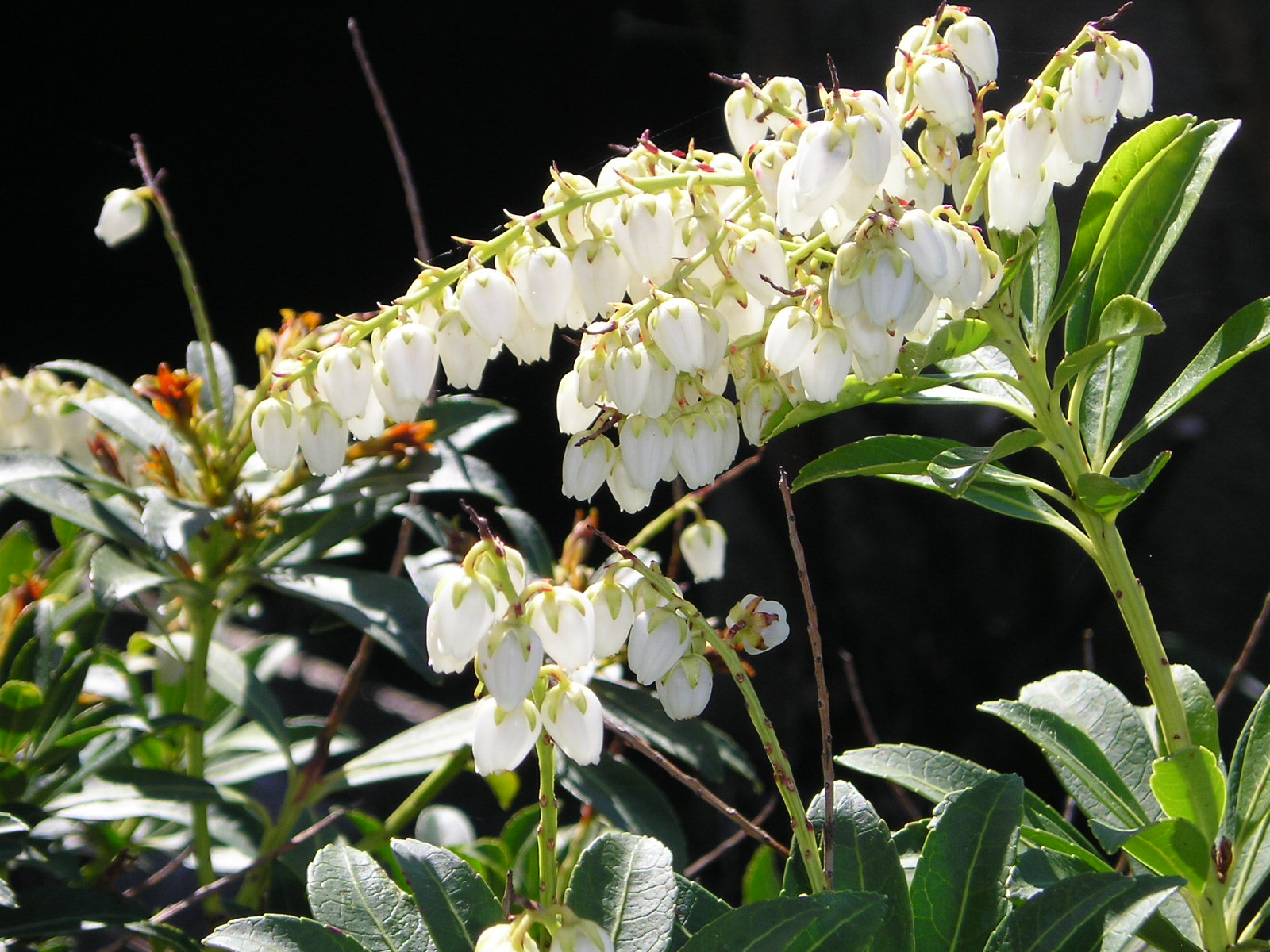 Fonds d'cran Nature Fleurs 