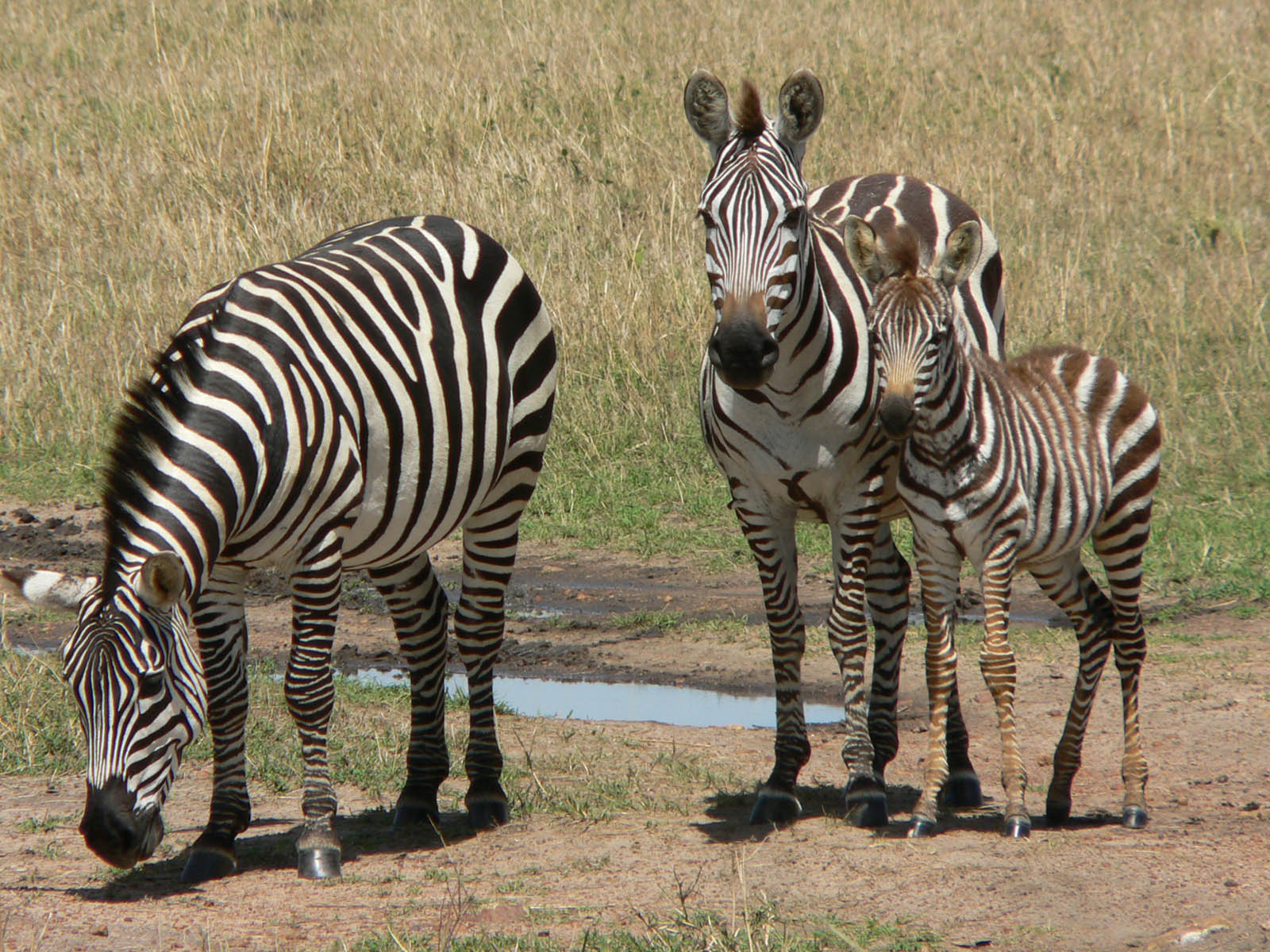 Wallpapers Animals Zebras la petite famille