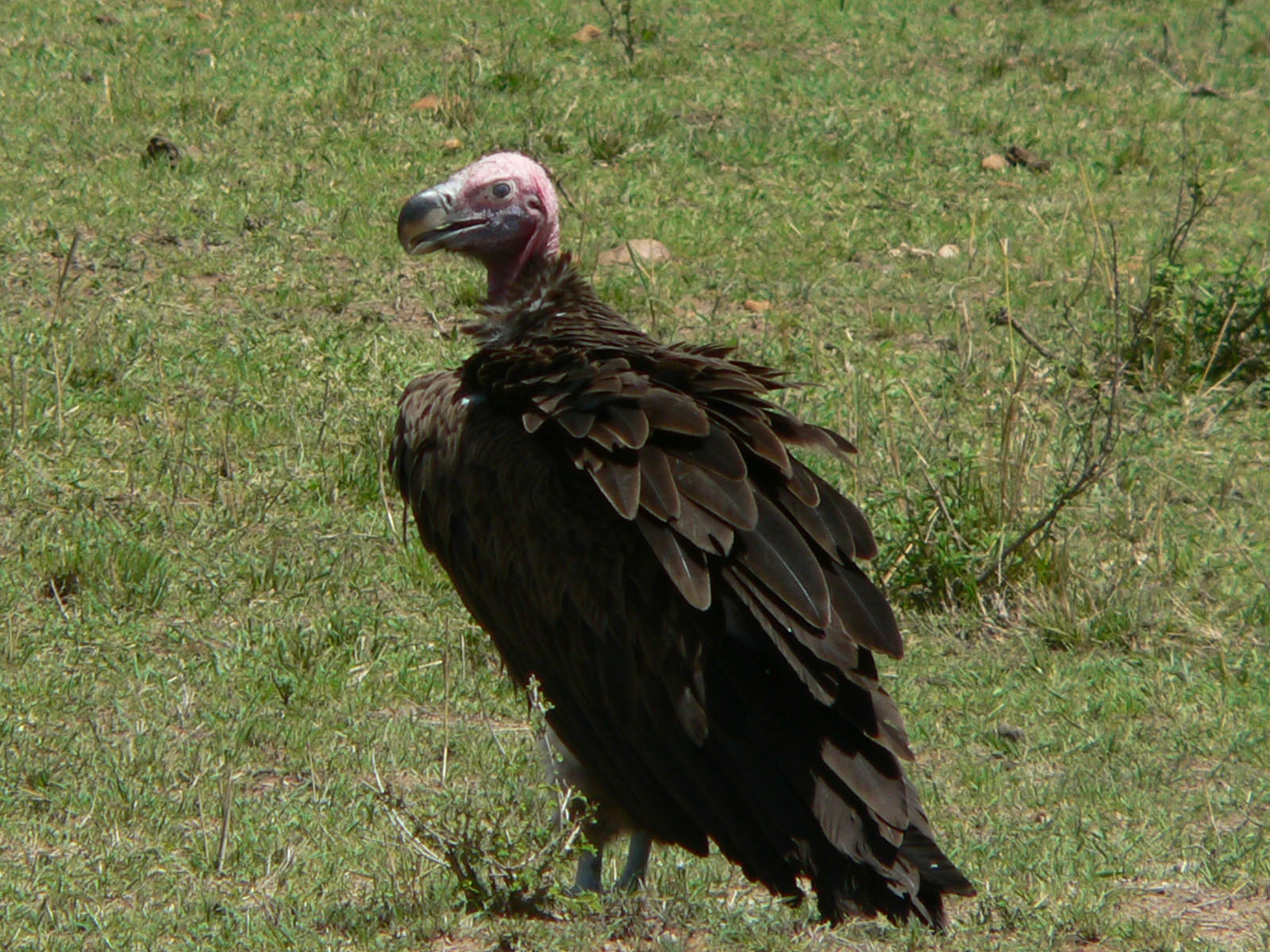 Wallpapers Animals Birds - Vultures le grand chauve