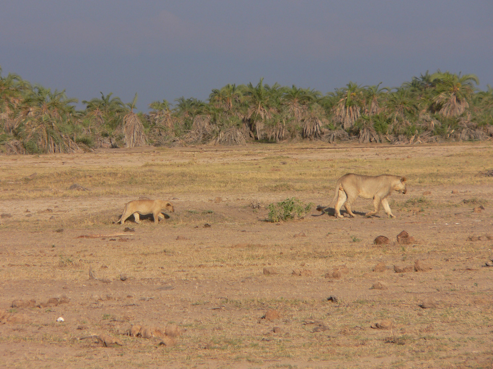 Wallpapers Animals Felines - Lions je suis mon grand frere