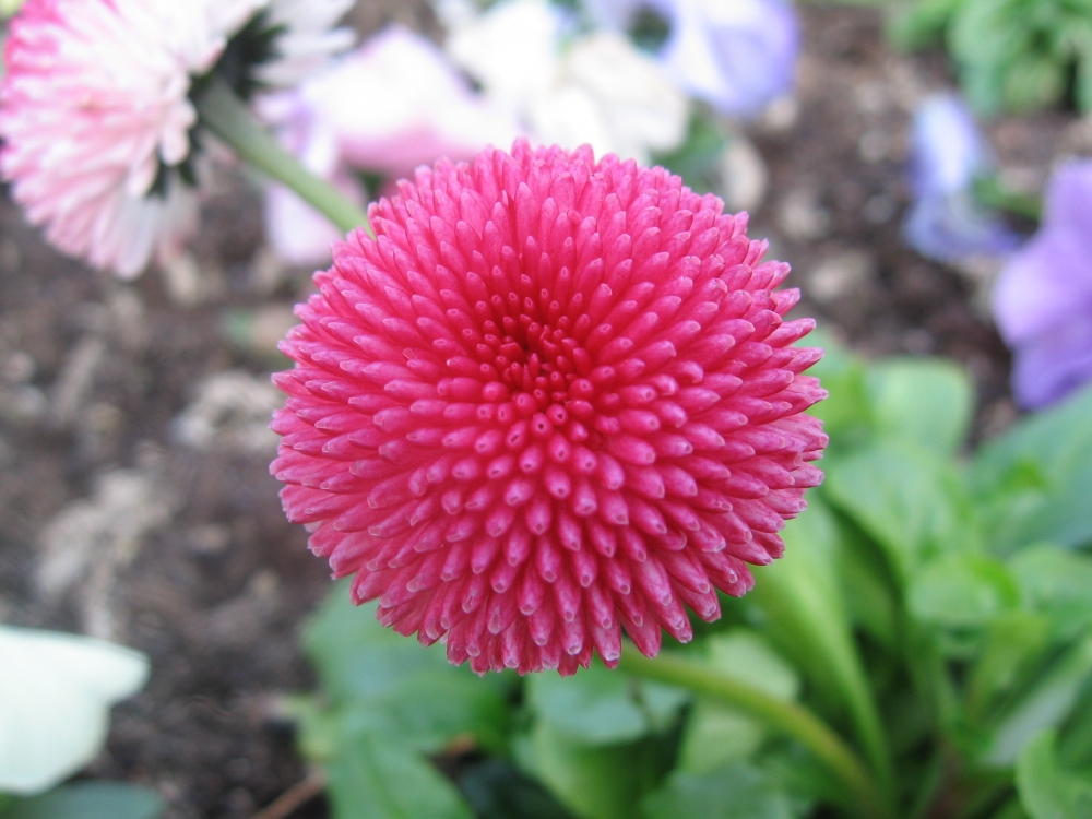 Fonds d'cran Nature Fleurs Dahlia